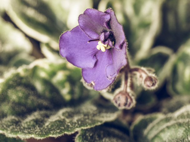 Vintage faded Flowers of Saintpaulia African Violet house plant - Photo, Image