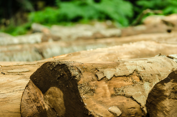 Cortar troncos en el área de registro
 - Foto, imagen