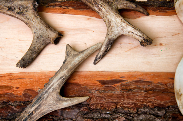 Оленьи рога на деревянном фоне
 - Фото, изображение