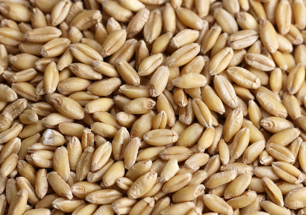 Wheat grain background - 写真・画像