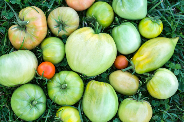 ripening green and yellow tomatoes on the grass background - Photo, Image