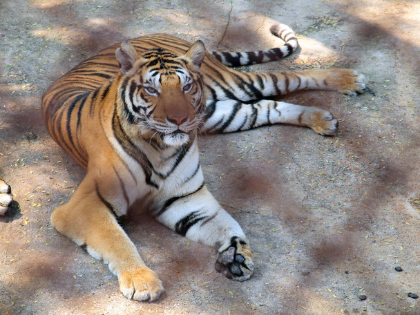 Tigre de bengala real
 - Foto, Imagen