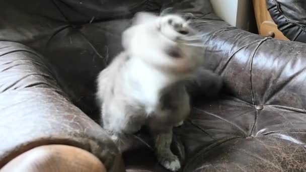 Onun kafası yavaş hareket sallayarak kedi - Video, Çekim