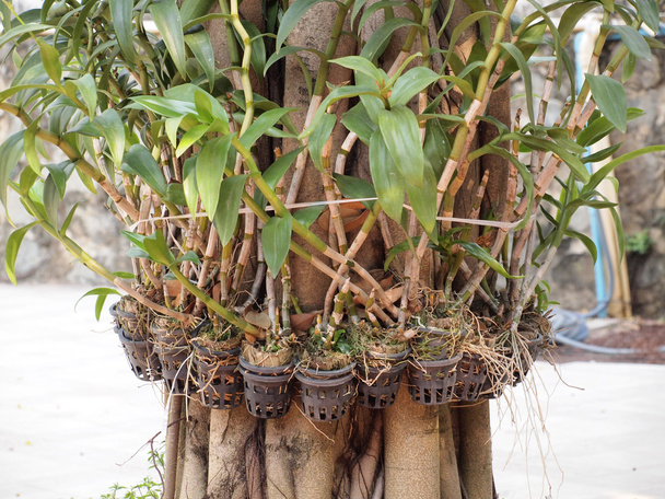 potplanten close-up - Foto, afbeelding