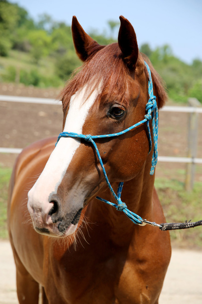 Чистая юная венгерская лошадка, стоящая на ферме
 - Фото, изображение