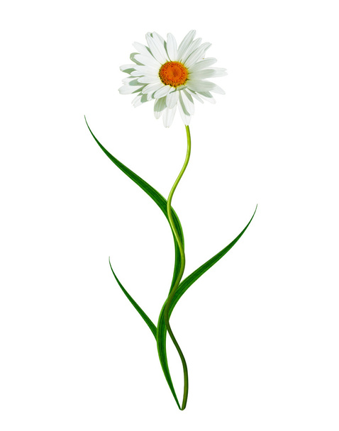 daisies summer  flower isolated on white background - Φωτογραφία, εικόνα