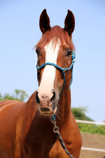 Mooi portret van jonge kastanje paard - Foto, afbeelding