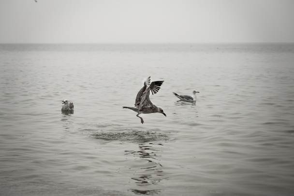 美しい鳥カモメが海で食べる - 写真・画像