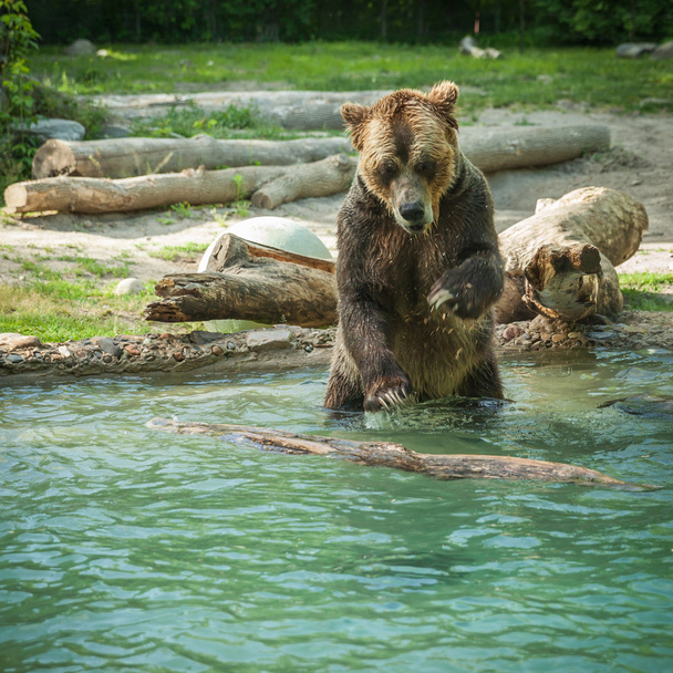 grizzly bear shakes water after a swim in the lake at the zoo - Zdjęcie, obraz