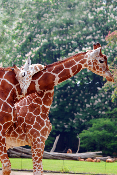 La giraffa (Giraffa camelopardalis
) - Foto, immagini
