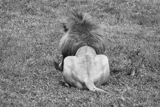 zwart-witte leeuw op het gras - Foto, afbeelding