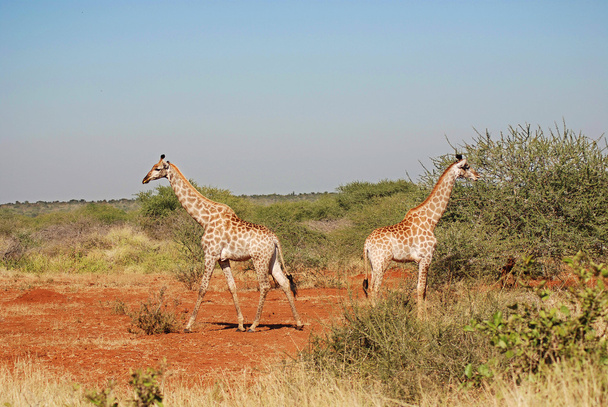 Giraffe Kruger parco Sud Africa - Foto, immagini