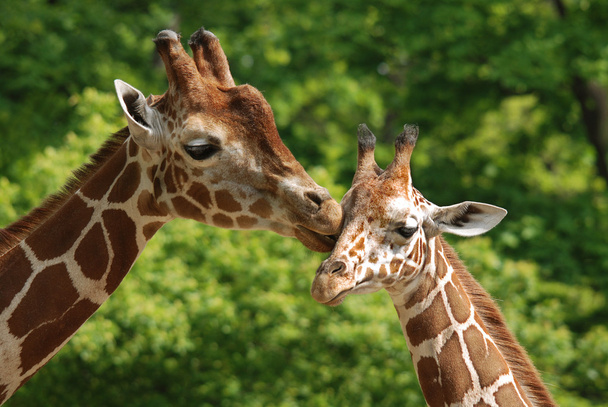 Жираф (Giraffa camelopardalis) - африканское копытное копытное млекопитающее, самое высокое из ныне живущих наземных животных и самое крупное жвачное животное.. - Фото, изображение