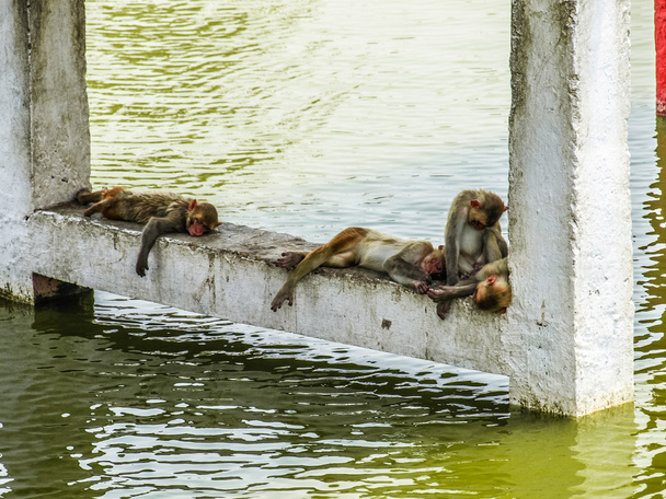 Monos indios durmiendo cerca del agua
 - Foto, imagen