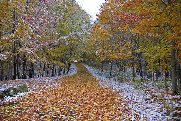 Walking path in a park in early winter - Photo, Image