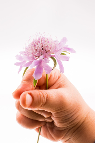 Hand holdingA Purple Flower - Foto, immagini