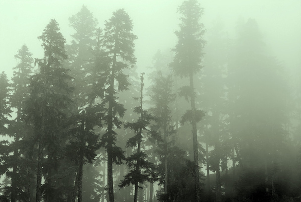 mglisty poranek leśny krajobraz. - Zdjęcie, obraz