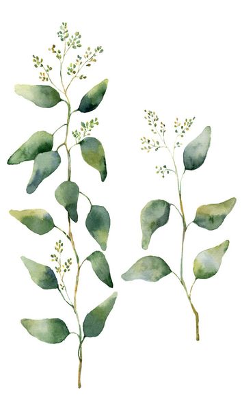 Vesiväri eukalyptus lehdet ja oksat kukkia. Käsin maalatut kukkivat eukalyptus. Kukkakuva eristetty valkoisella pohjalla. Suunnittelua, tekstiilejä ja taustaa varten
. - Valokuva, kuva