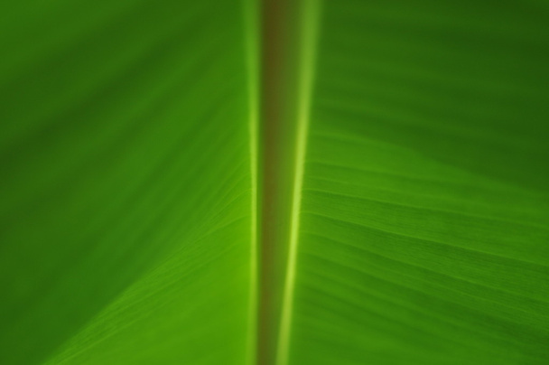 φύλλα μπανάνας για φόντο - Φωτογραφία, εικόνα