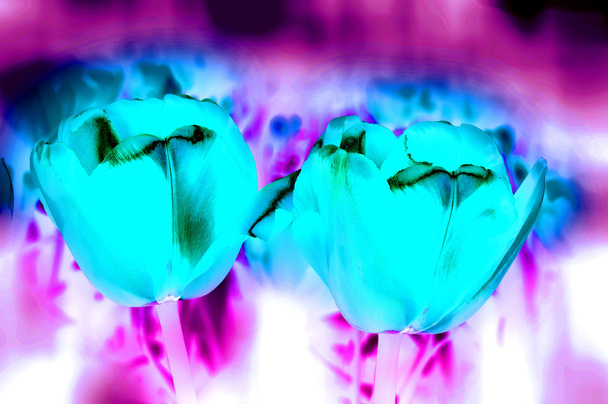 Цветы розы с цветовым эффектом - Фото, изображение
