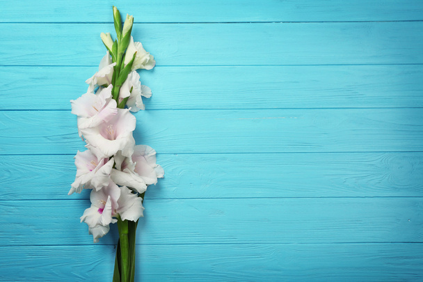 Beautiful gladiolus flowers  - Φωτογραφία, εικόνα