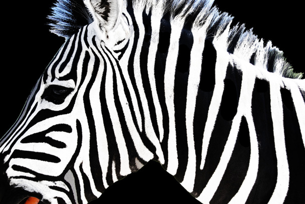 черно-белая зебра. - Фото, изображение