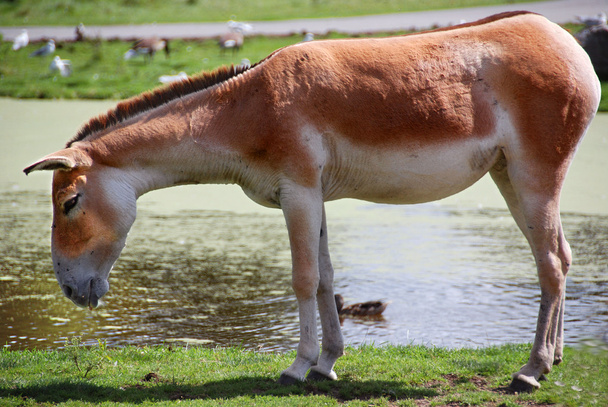 The onager (Equus hemionus), also known as hemione or Asiatic wild ass is a species of the family Equidae (horse family) native to Asia.  - Photo, Image