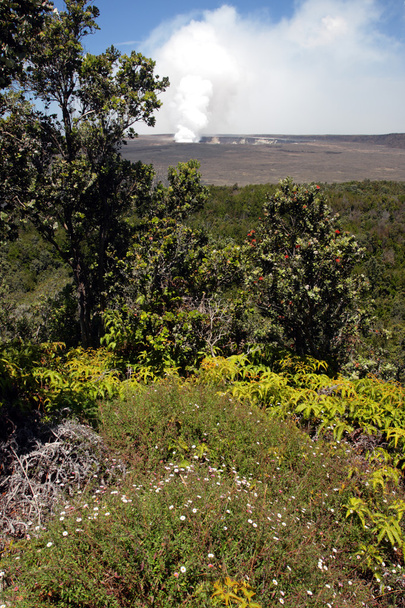 Hawaii Volcanoes National Park, EUA
 - Foto, Imagem