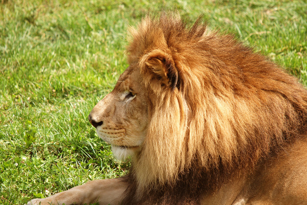 close-up van een leeuw liggend op gras - Foto, afbeelding