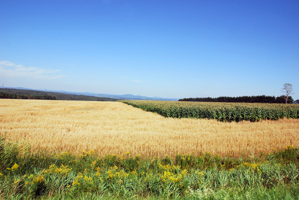 トウモロコシと小麦のフィールド - 写真・画像