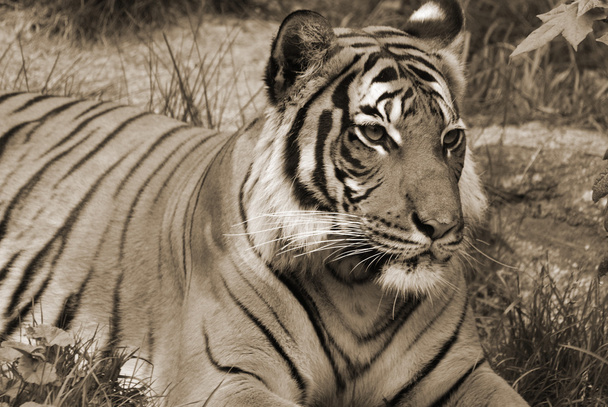 close-up of a tiger lying on grass - Photo, Image