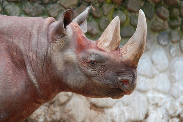 Diceros bicornis (Diceros bicornis) est une espèce de rhinocéros originaire des régions centrales et orientales de l'Afrique. - Photo, image