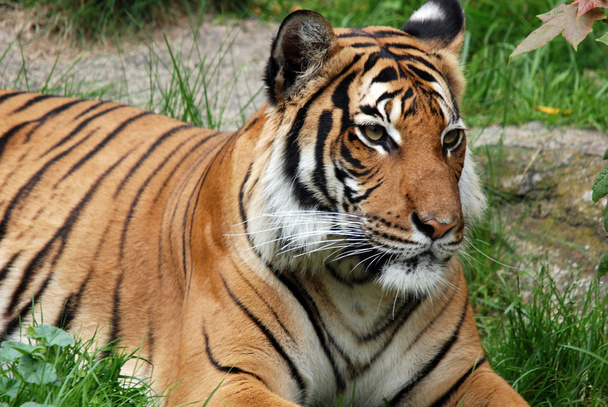 El tigre siberiano de Amur es una población tigris de Panthera en el Lejano Oriente, particularmente en el Lejano Oriente ruso y el noreste de China. - Foto, Imagen
