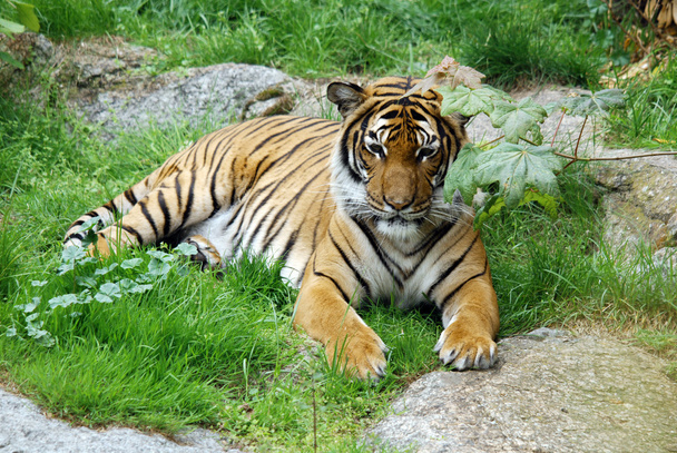 tigre de bengala en el zoológico. - Foto, Imagen