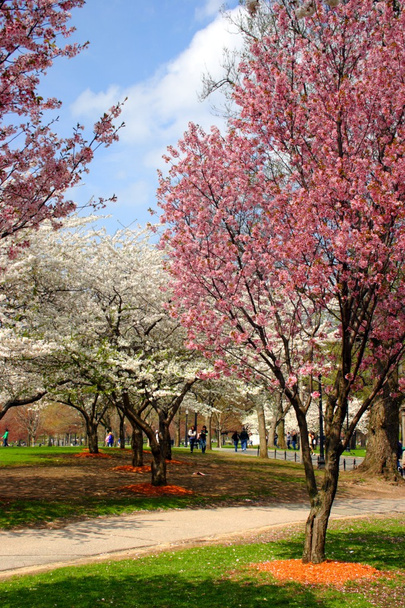 Fleur de cerisier au Boston Public Garden au printemps
 - Photo, image