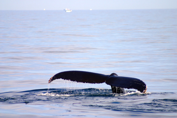 Schwanzflosse eines Grauwals im Atlantik - Foto, Bild