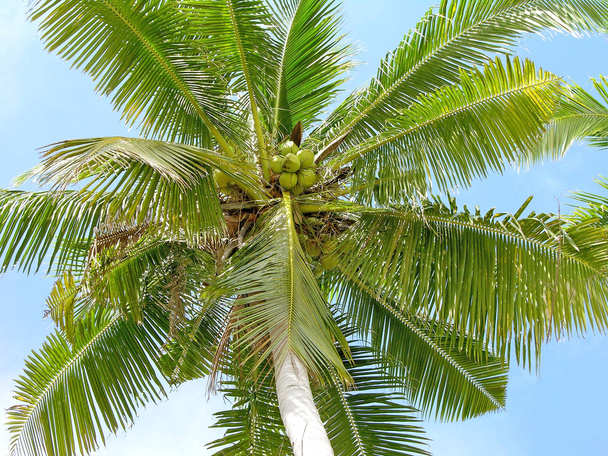 Palmeira de coco - Foto, Imagem