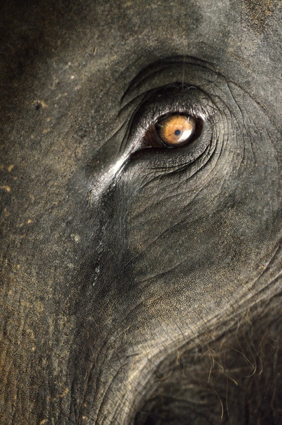 Elephant close up with beautiful orange eye - Photo, Image
