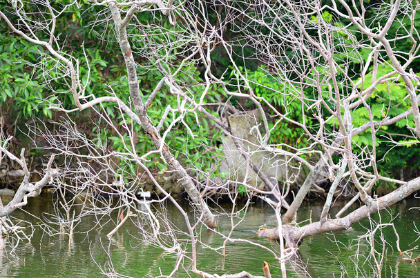 Bosque río escena
 - Foto, Imagen