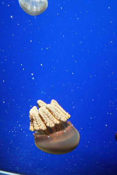 Grupo de medusas
 - Foto, imagen