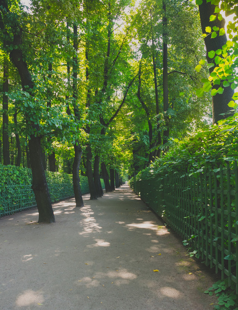 long Park with high trees and bushes - Valokuva, kuva