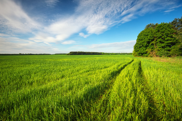 Дорога в зеленом поле и голубое небо с облаками - Фото, изображение