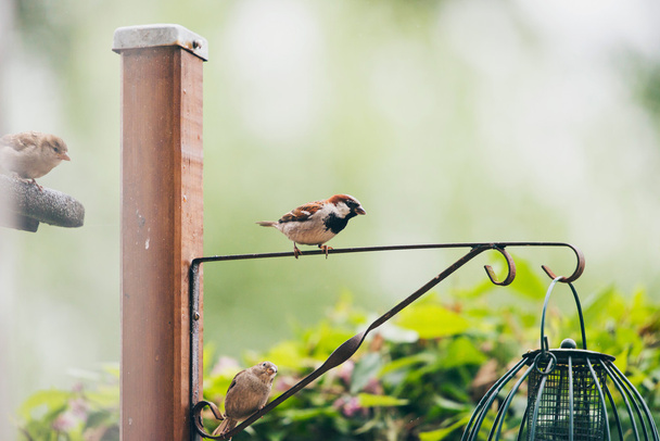 Casa Masculino Sparrow
  - Foto, Imagem
