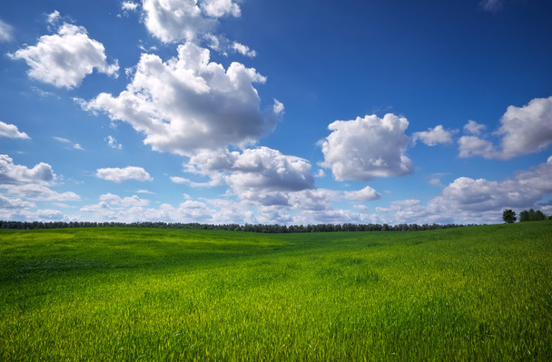 Green field and blue sky. - Photo, Image