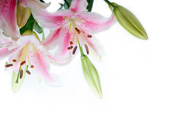 лілійні квіти кутова рамка
 - Фото, зображення