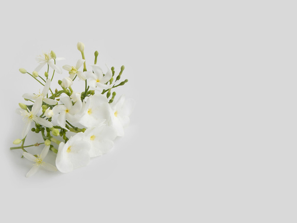 Beautiful white gardenia flower on white background  - Photo, Image