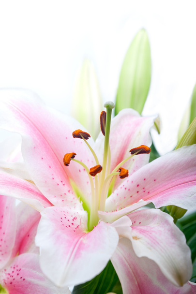 розовый букет цветов лилии
 - Фото, изображение
