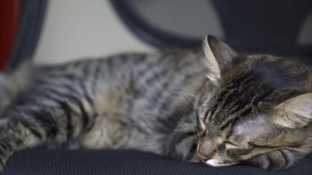 Beautiful Tabby Cat sleeps on the chair  - Video, Çekim