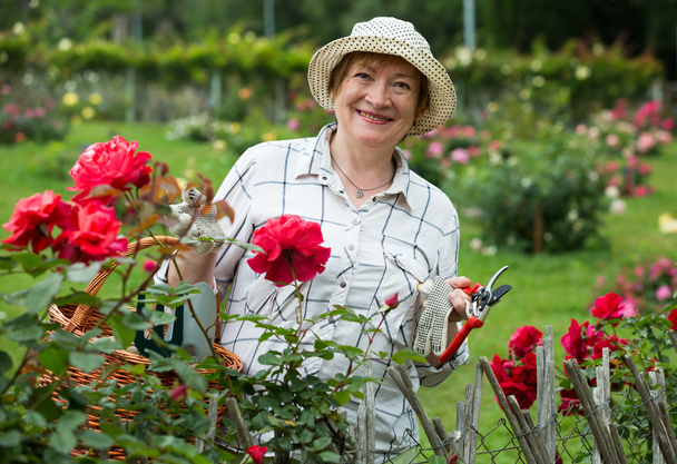mature woman gardener  - Zdjęcie, obraz