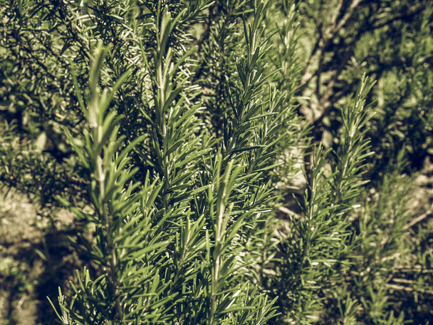 Vintage faded Rosemary Rosmarinus officinalis perennial herb with fragrant evergreen leaves - Photo, Image